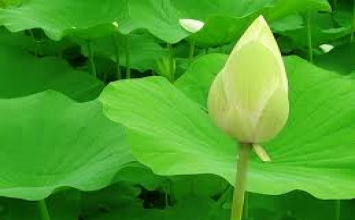 Ba thứ bệnh của người tu thời nay